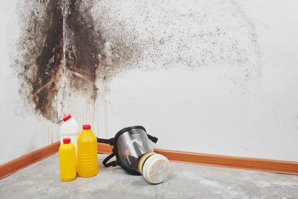 Best Black Mold Removal  in Richardson, TX