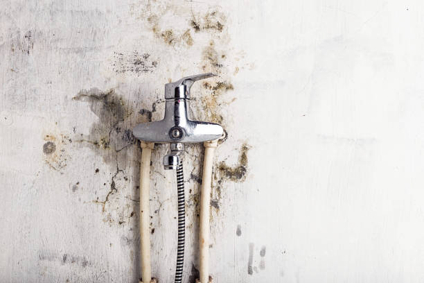 Best Local Mold Removal Service  in Richardson, TX