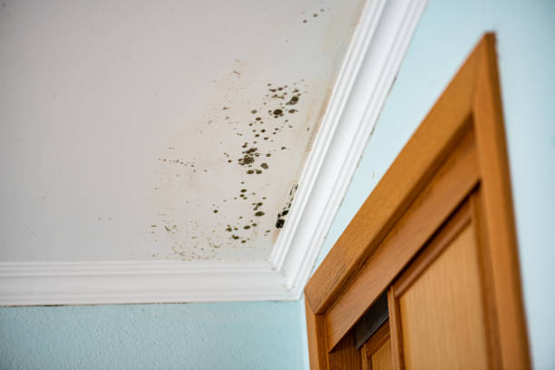 Best Mold Damage Repair  in Richardson, TX