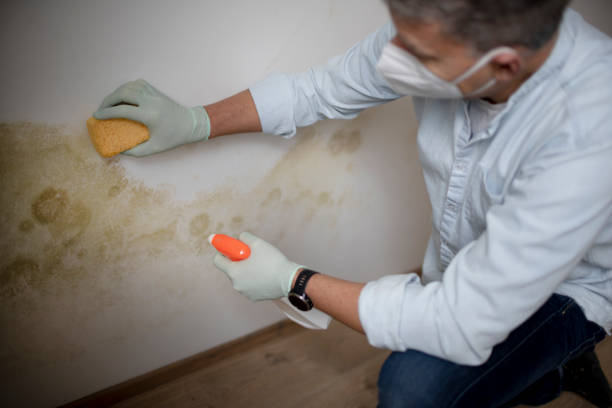 Best Professional Mold Removal  in Richardson, TX