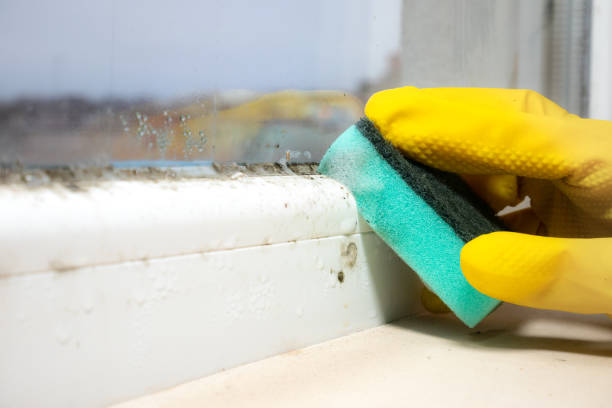 Best Mold Removal Company Near Me  in Richardson, TX