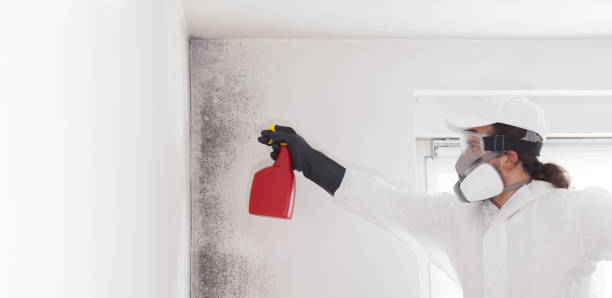 Best Local Mold Removal Service  in Richardson, TX