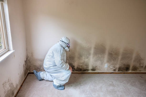 Best Mold Removal Near Me  in Richardson, TX