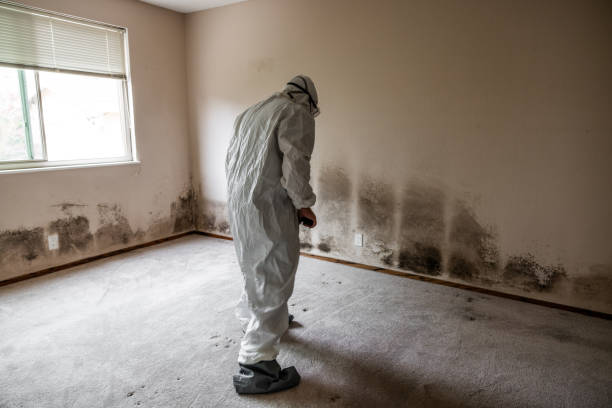 Best Mold Cleaning Services  in Richardson, TX