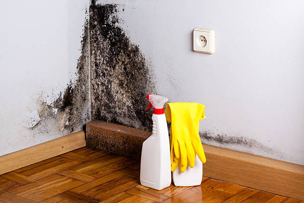 Best Same-Day Mold Removal  in Richardson, TX