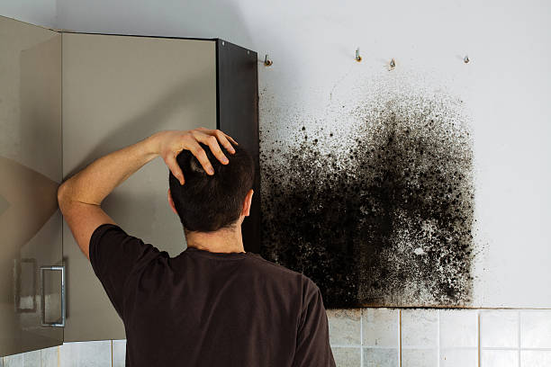 Best Fast Mold Removal  in Richardson, TX