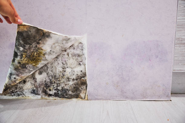 Best Commercial Mold Removal  in Richardson, TX